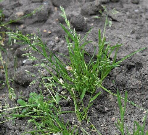 Poa Annua: The Clumpy Light-Green Grass in Your Winter Lawn