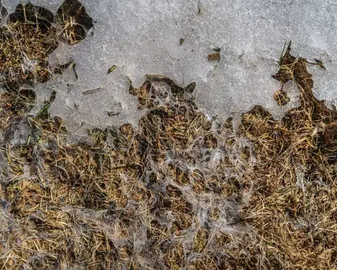Pink Snow Mold