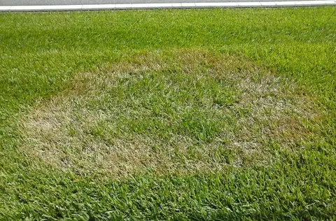 Brown Patch