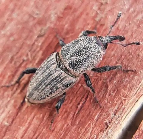 Billbug