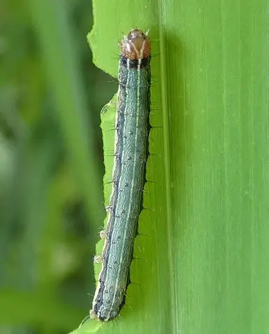 Cutworms / Armyworms / Fall Armyworms
