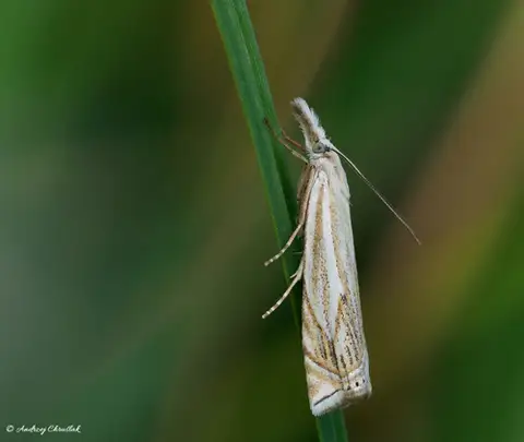 Sod Webworm
