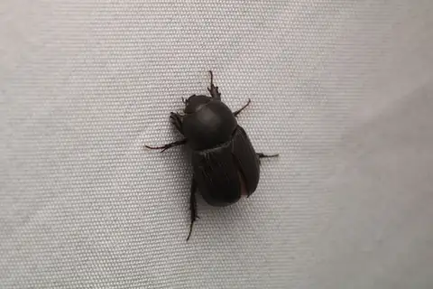 Sugarcane Beetle
