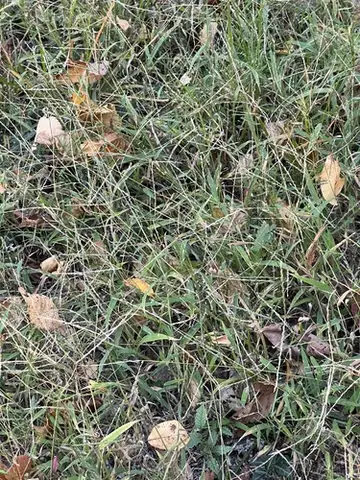 Smooth Crabgrass