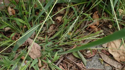 Large Crabgrass