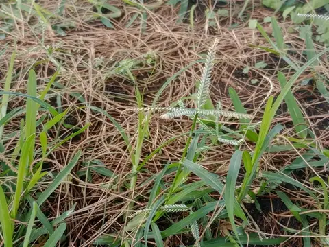 Goosegrass