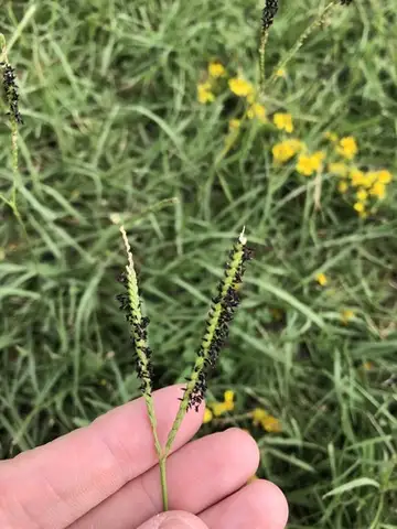 Bahiagrass