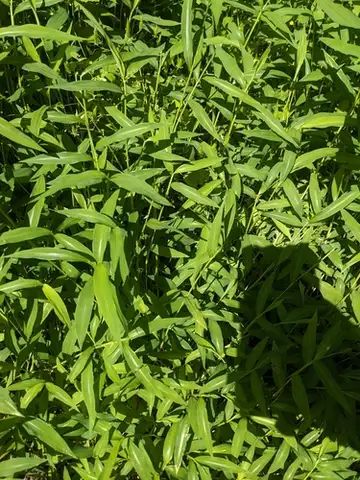 Japanese Stiltgrass