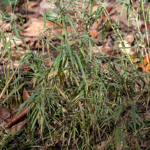 Nimblewill