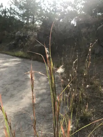 Broomsedge