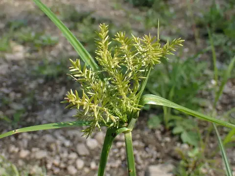 Yellow Nutsedge