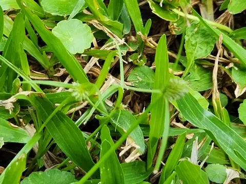 Green Kyllinga