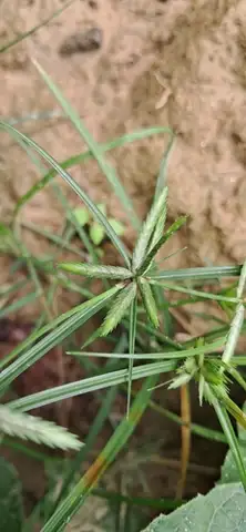 Annual (Poorland) Sedge