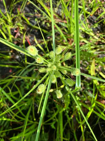 Globe Sedge