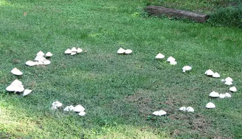 Fairy Ring