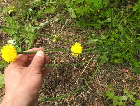 Cat's Ear (False Dandelion)