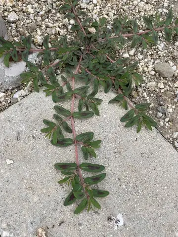 Spotted Spurge