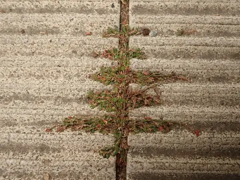 Prostrate Knotweed