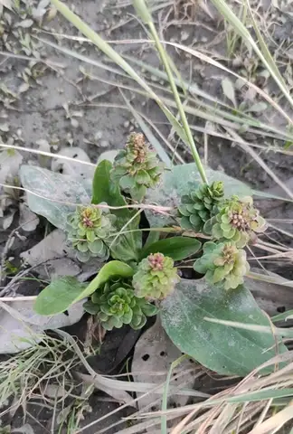 Broadleaf Plantain