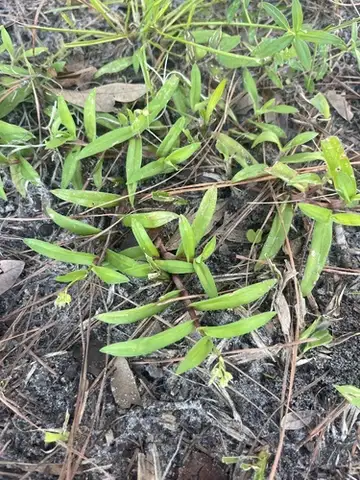 Doveweed
