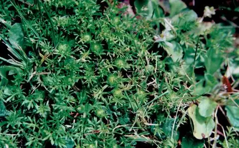Lawn Burweed (Spurweed)