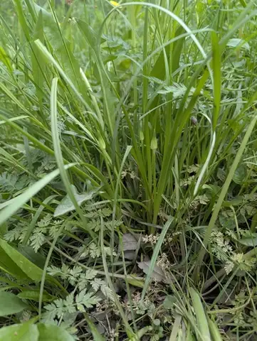 Wild Onion