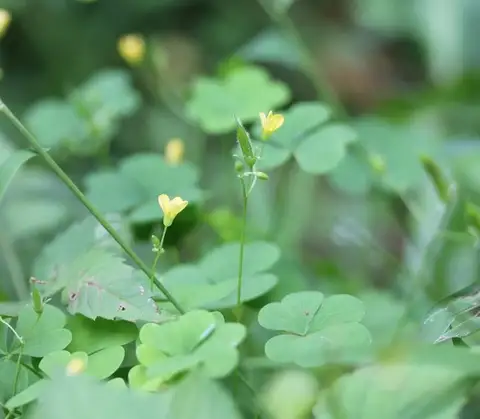Yellow Woodsorrel (Oxalis)
