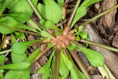 Carpetweed