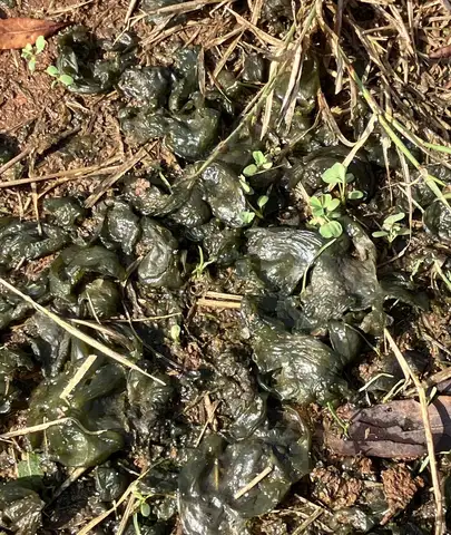 Algae