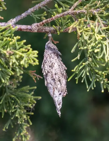 Bagworms