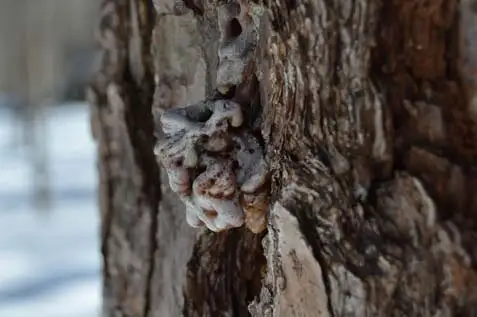 Bark and Pine Beetles