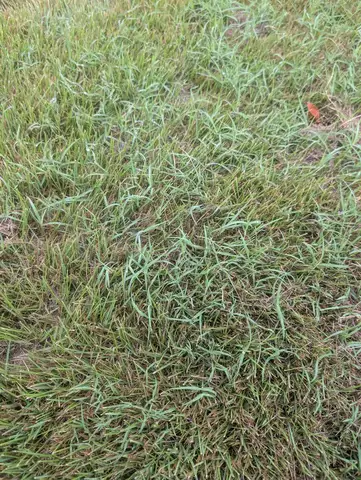 Bermudagrass