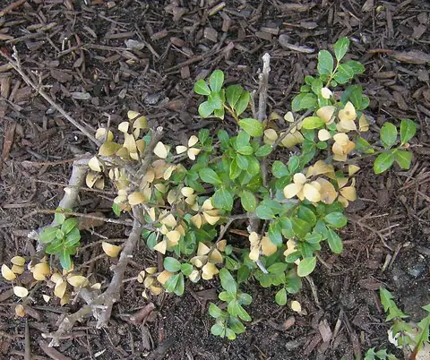 Black Root Rot