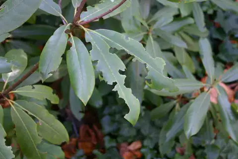 Black Vine Weevil