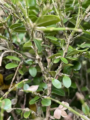 Boxwood Blight