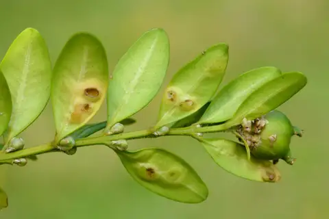 Boxwood Leafminer