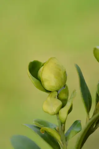 Boxwood Psyllid