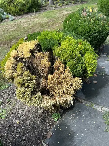 Boxwood Volutella Blight