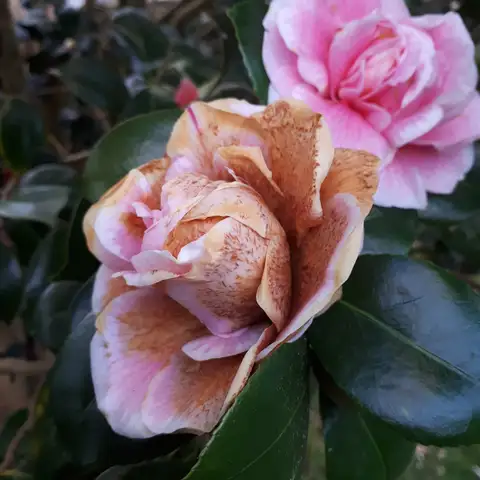 Camellia and Azalea Flower Blight