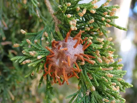 Cedar-Apple Rust