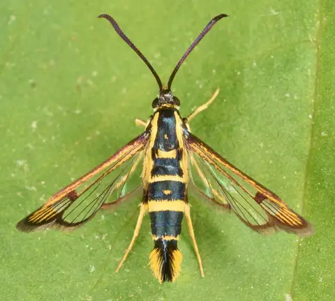 Clearwing Borers