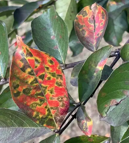 Crape Myrtle Leaf Spot