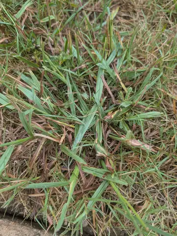 Dallisgrass