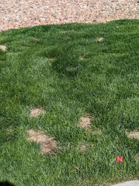 Dog Urine Spots