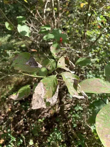 Dogwood Anthracnose