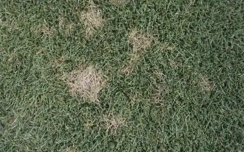 Dollar Spot