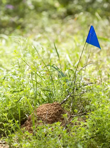 Fire Ants