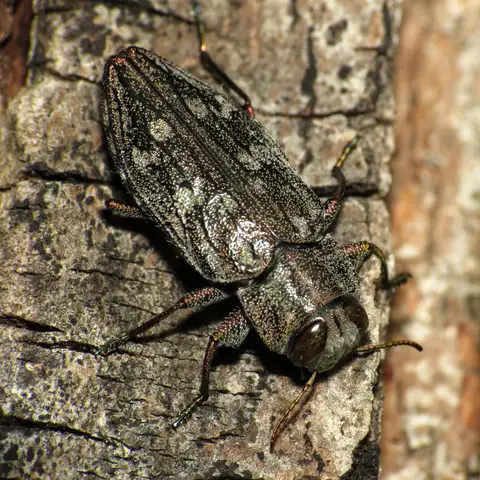Flatheaded & Roundheaded Borers