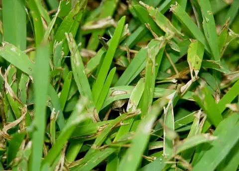 Gray Leaf Spot