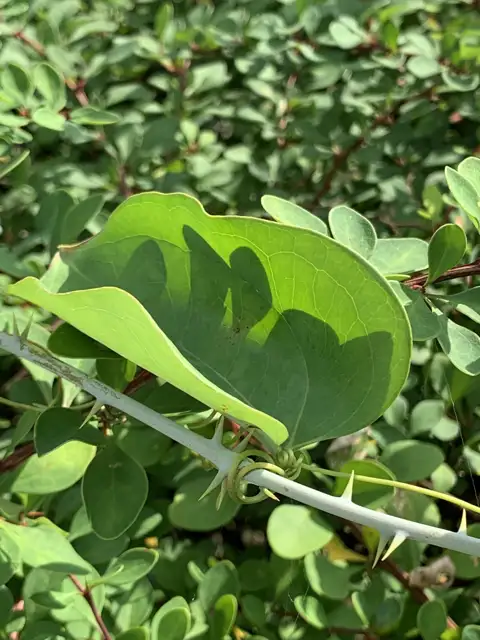 Greenbrier (Smilax)